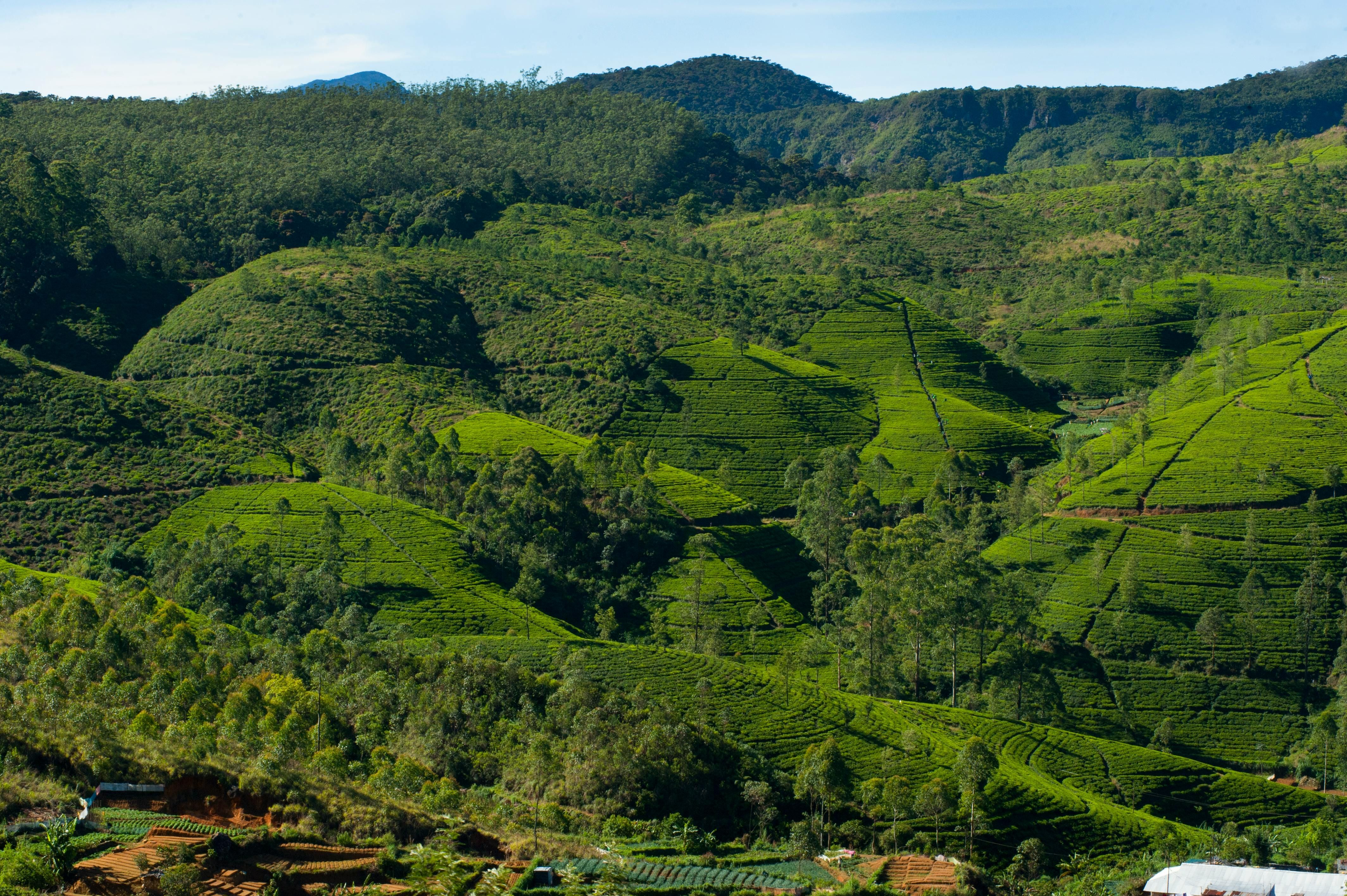 Vagamon – The Hidden Paradise of Kerala